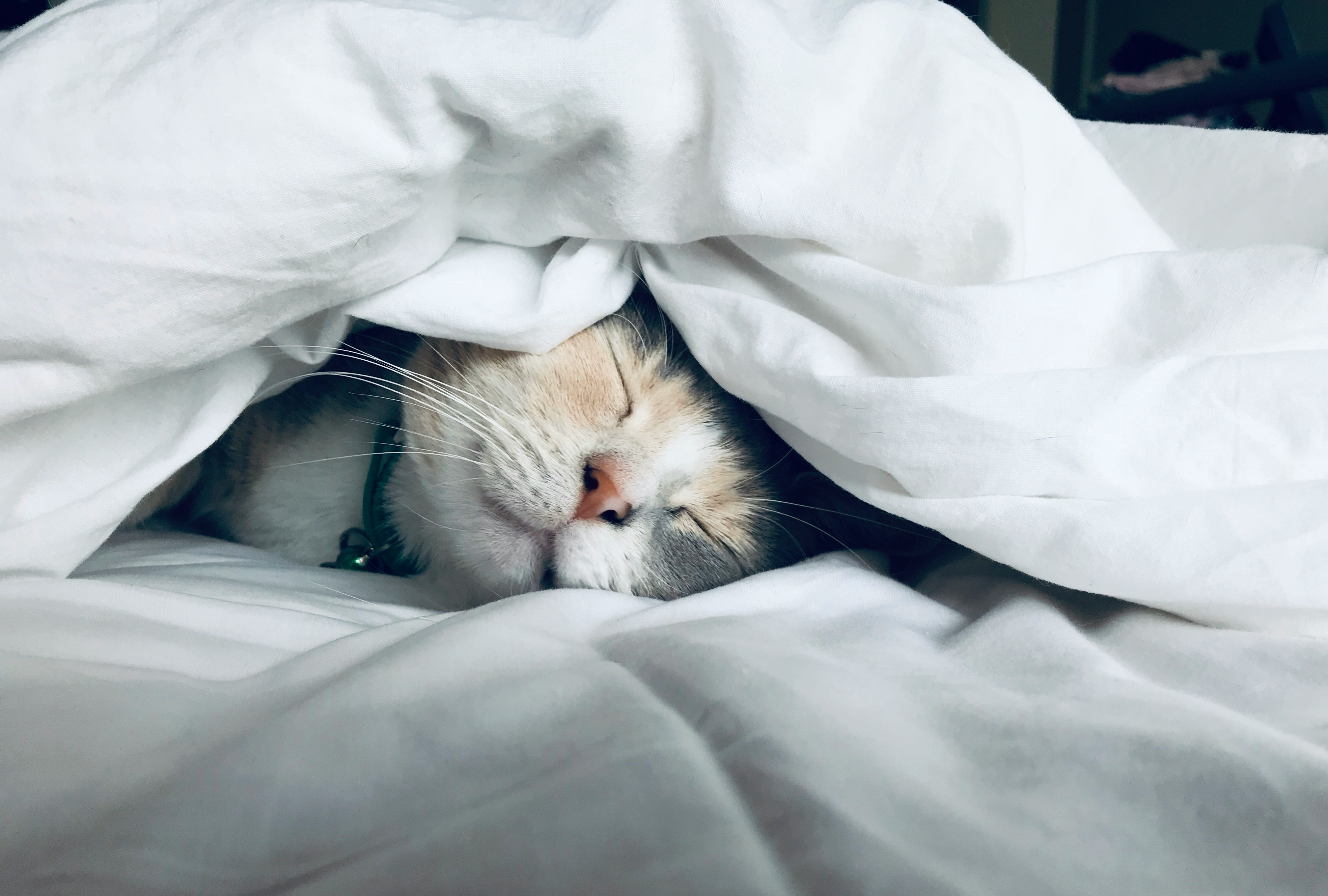 Kate Stone Matheson Uy5t C Ju I K4 Unsplash